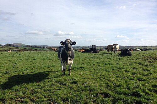 Cows in the Devon countryside