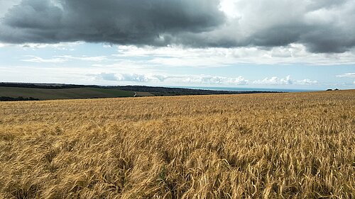 Farm / field