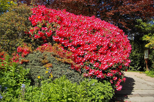 Flowering shrub