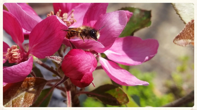 Photograph of bees