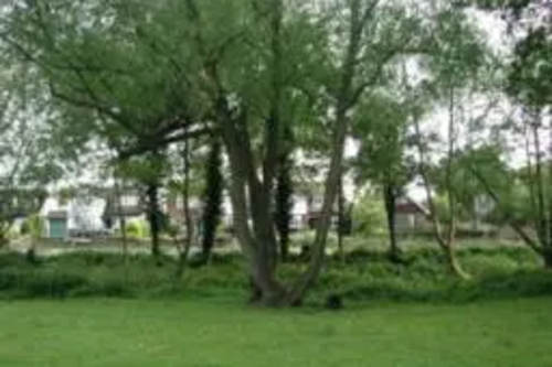 Tree in Green Belt