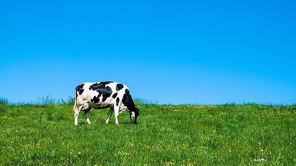 A cow in a field