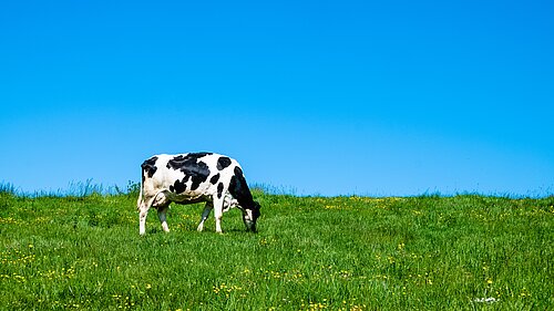 A cow in a field