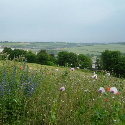 Kent Downs fields / flowers