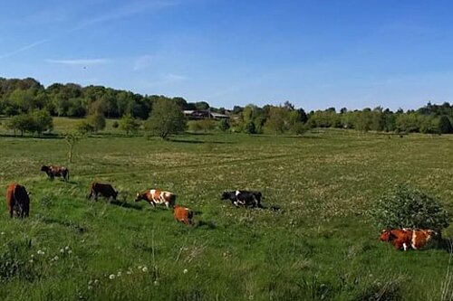 Burlish Meadows