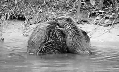 Beaver Kits ­ Born in Devon, July 2014. A sight not seen in England for Centuries