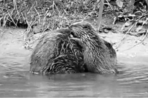 Beaver Kits ­ Born in Devon, July 2014. A sight not seen in England for Centuries