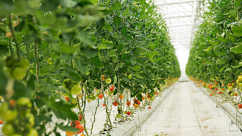 Tomato plants growing in a greenhouse