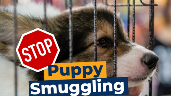Stop Puppy Smuggling