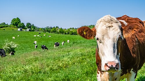 A heard of cows in a grassy field.