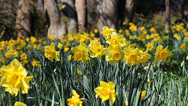 Daffodils
