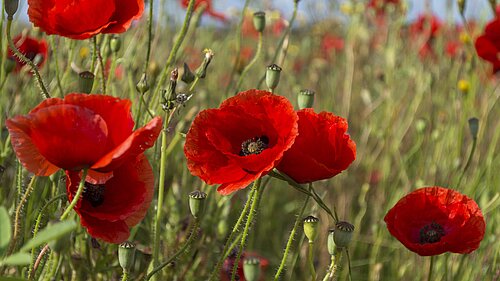 Remembrance in Carshalton and Wallington