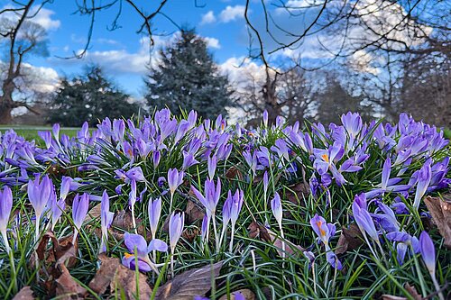 spring flowers