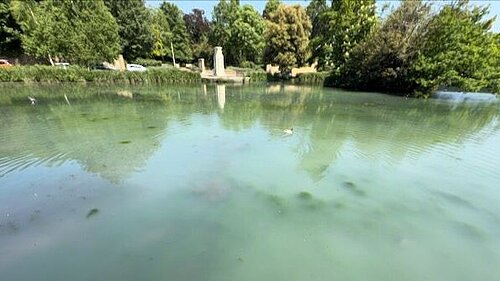 Plan to rescue ponds after hot summer leads to algae blooms