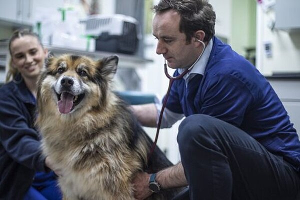 Vet Danny Chambers MP examines a dog