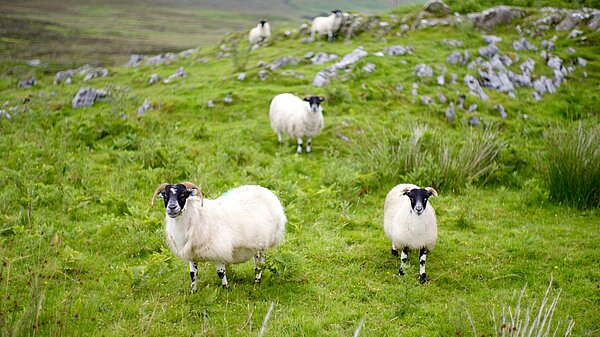 A lamb in a grassy field with mountains in the distance.
