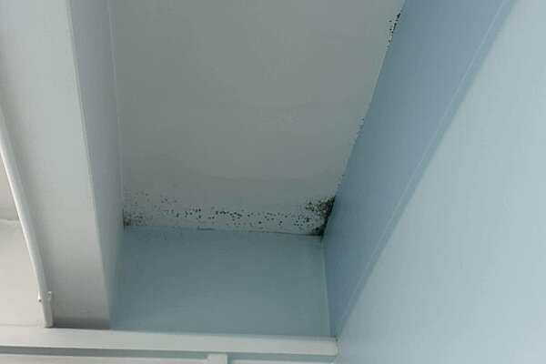 Musgrove Park mould