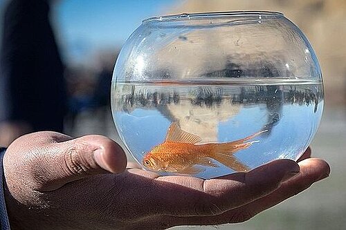 Goldfish in bowl