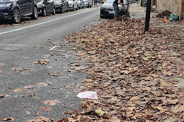 Leaves in South Hampstead