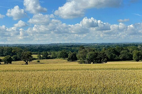 Horsham District field