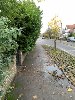 Windsor Eton Castle Vansittart Road Overgrown hedge